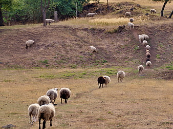 Flock of sheep grazing on a dry grassy hillside near a forest edge