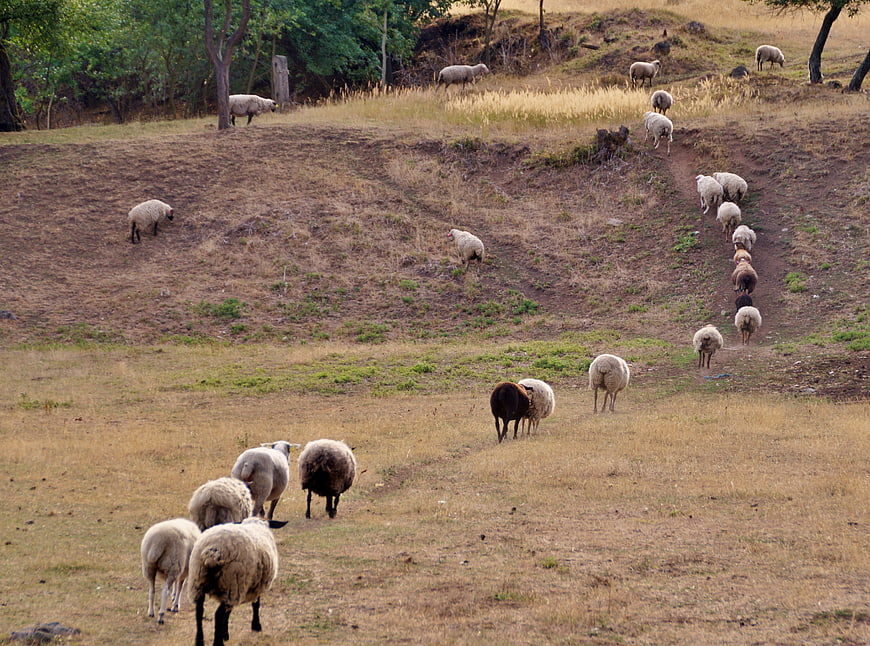 Flock of sheep grazing on a dry grassy hillside near a forest edge