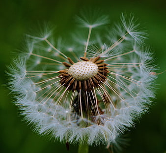 Macro Close-Up of White Dandelion Seed Head