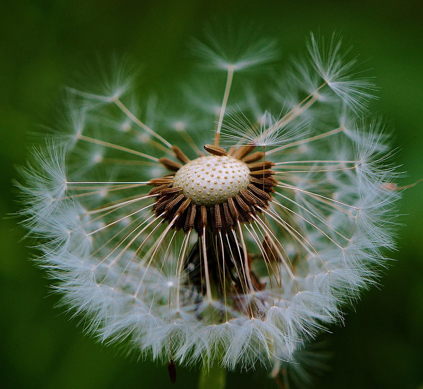 Macro Close-Up of White Dandelion Seed Head