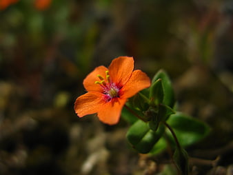 Close-up of vibrant orange wildflower with green leaves