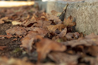Close-up of brown autumn leaves on ground near concrete curb