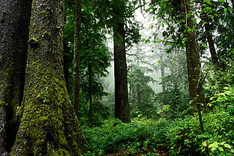 Misty Mossy Forest with Tall Trees and Green Undergrowth