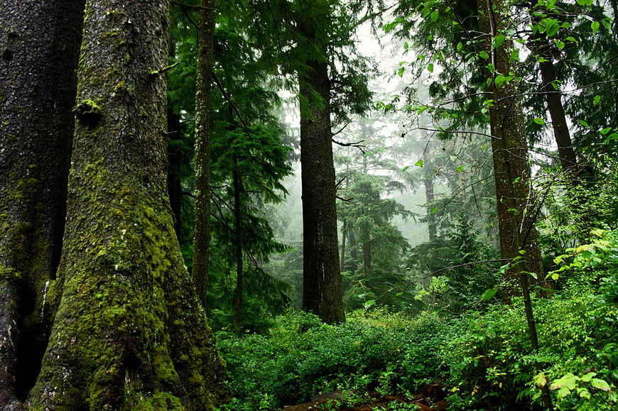 Misty Mossy Forest with Tall Trees and Green Undergrowth