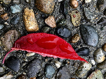 Wet red leaf on wet pebbles close up