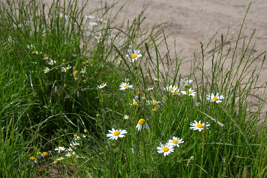 White Daisies Blooming in Green Grass by Sandy Path
