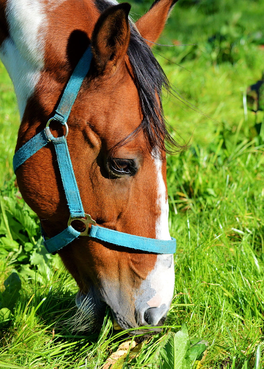 Close-up of brown horse grazing in green meadow