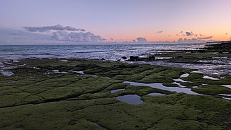 Mossy Rocky Shoreline at Sunset with Ocean Horizon