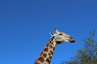 Giraffe Head and Neck Against Blue Sky