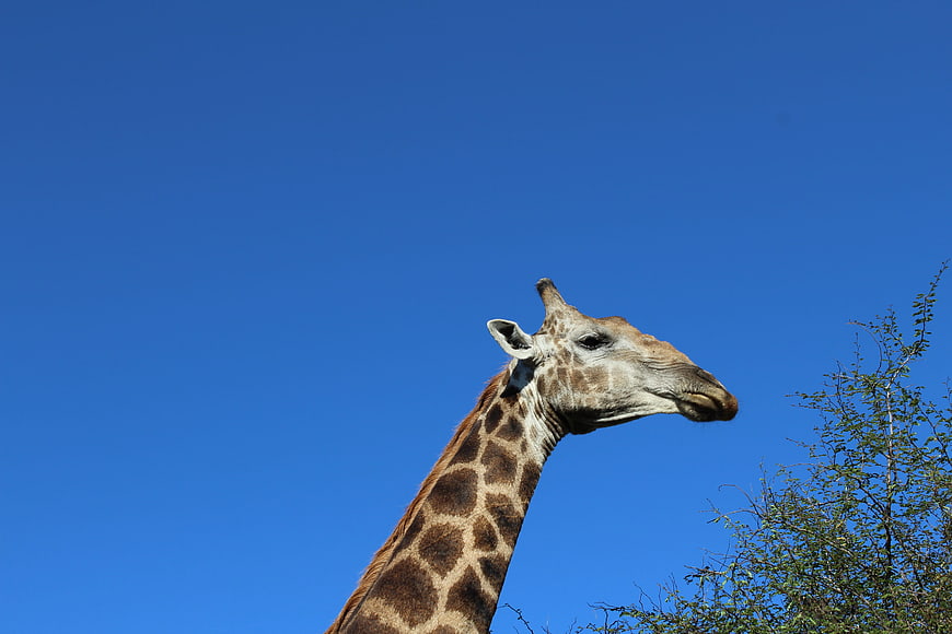 Giraffe Head and Neck Against Blue Sky