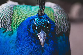 Close-up portrait of a vibrant blue peacock head