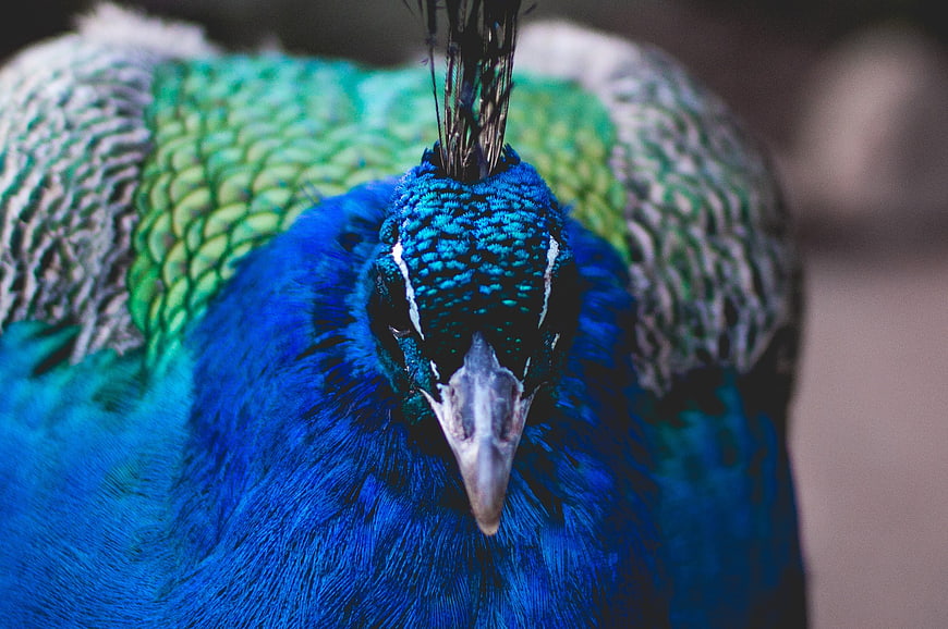 Close-up portrait of a vibrant blue peacock head