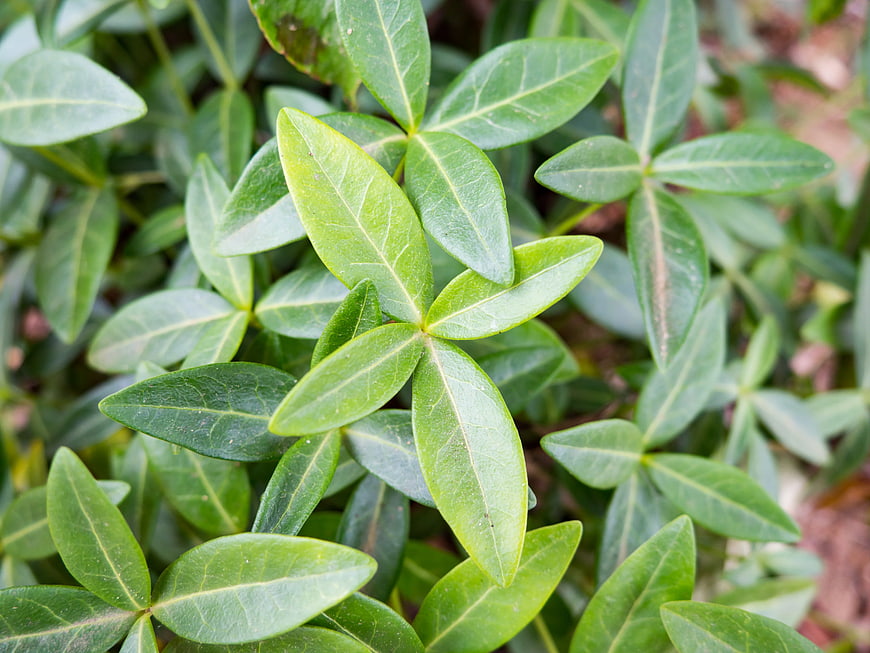 Close-Up of Green Star Jasmine Leaves