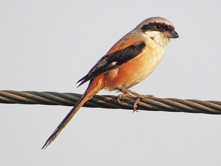 Long-tailed Shrike Perched on Wire Against Sky