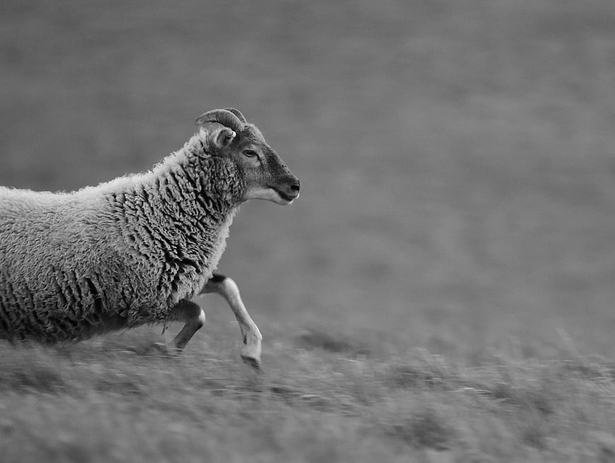 Black and White Photo of a Running Sheep in a Field