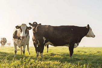 Black and White Cows Grazing in Green Pasture