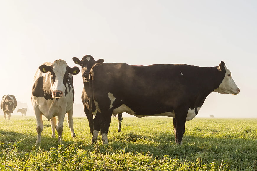 Black and White Cows Grazing in Green Pasture