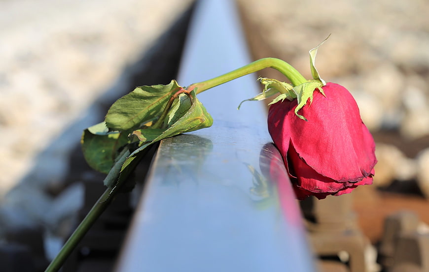Sad red rose lying on a railway track
