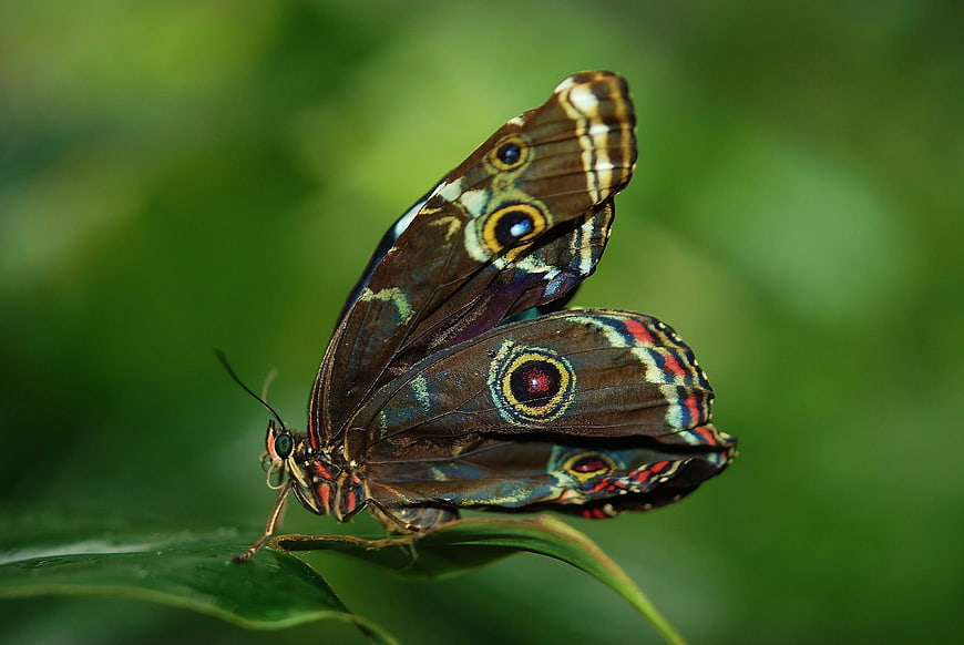 Close-up of Morpho butterfly on green leaf