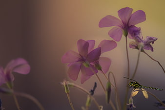 Purple flowers with dragonfly on blurred background
