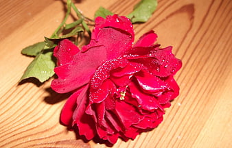Red Rose with Water Droplets on Wooden Surface