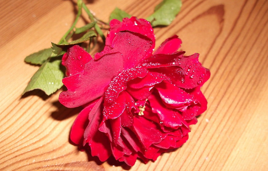 Red Rose with Water Droplets on Wooden Surface