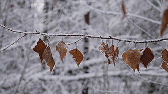 Snowy Birch Branch with Brown Leaves in Winter Forest