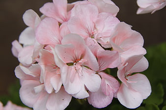 Close-up of delicate pink geranium flowers in bloom