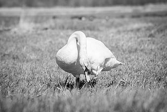 Black and White Swan Grazing in Grassy Field