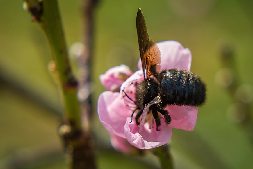 Carpenter Bee Pollinating Pink Blossom in Spring