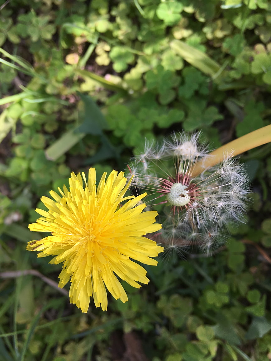 Yellow Dandelion Flower and Seed Head in Green Grass