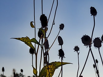 Silhouetted Wildflowers Against Blue Sky