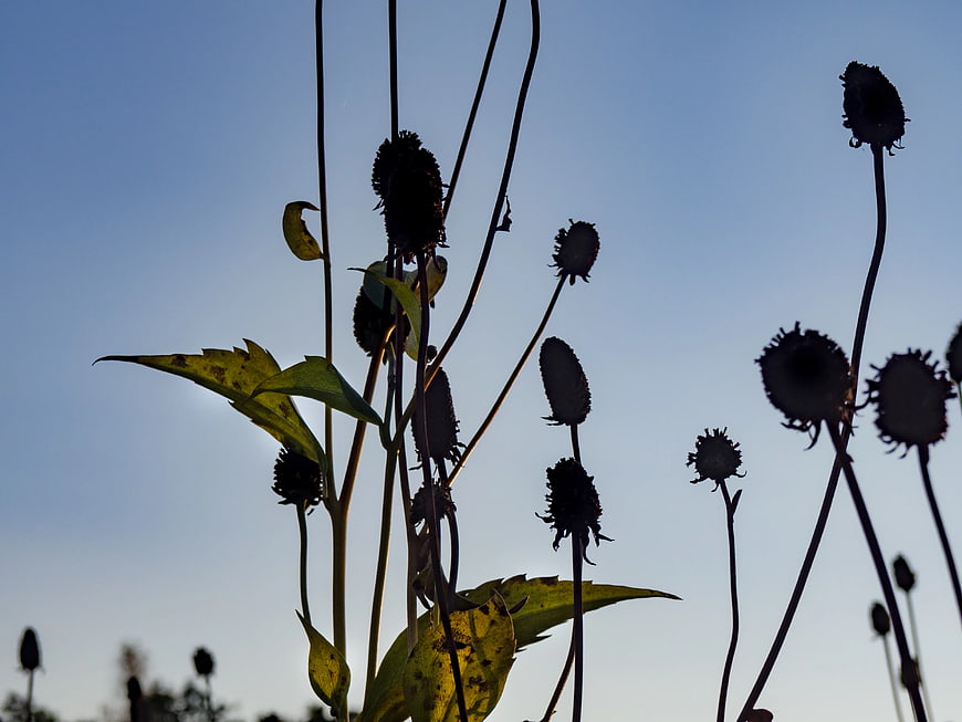 Silhouetted Wildflowers Against Blue Sky