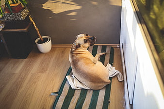 Amstaff dog lying on striped mat in sunlit room
