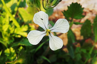 Close-up of white wildflower with yellow center in green garden