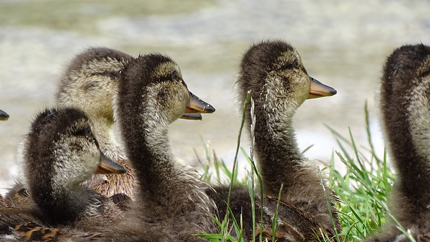Cute ducklings resting on grassy bank near water