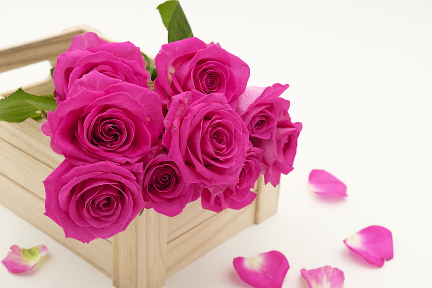 Vibrant Pink Roses in Wooden Crate on White Background