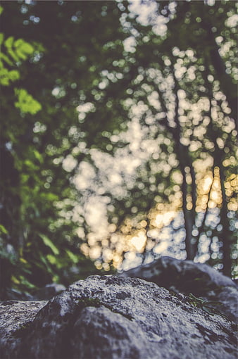 Textured Rock Foreground with Blurred Forest Bokeh Background