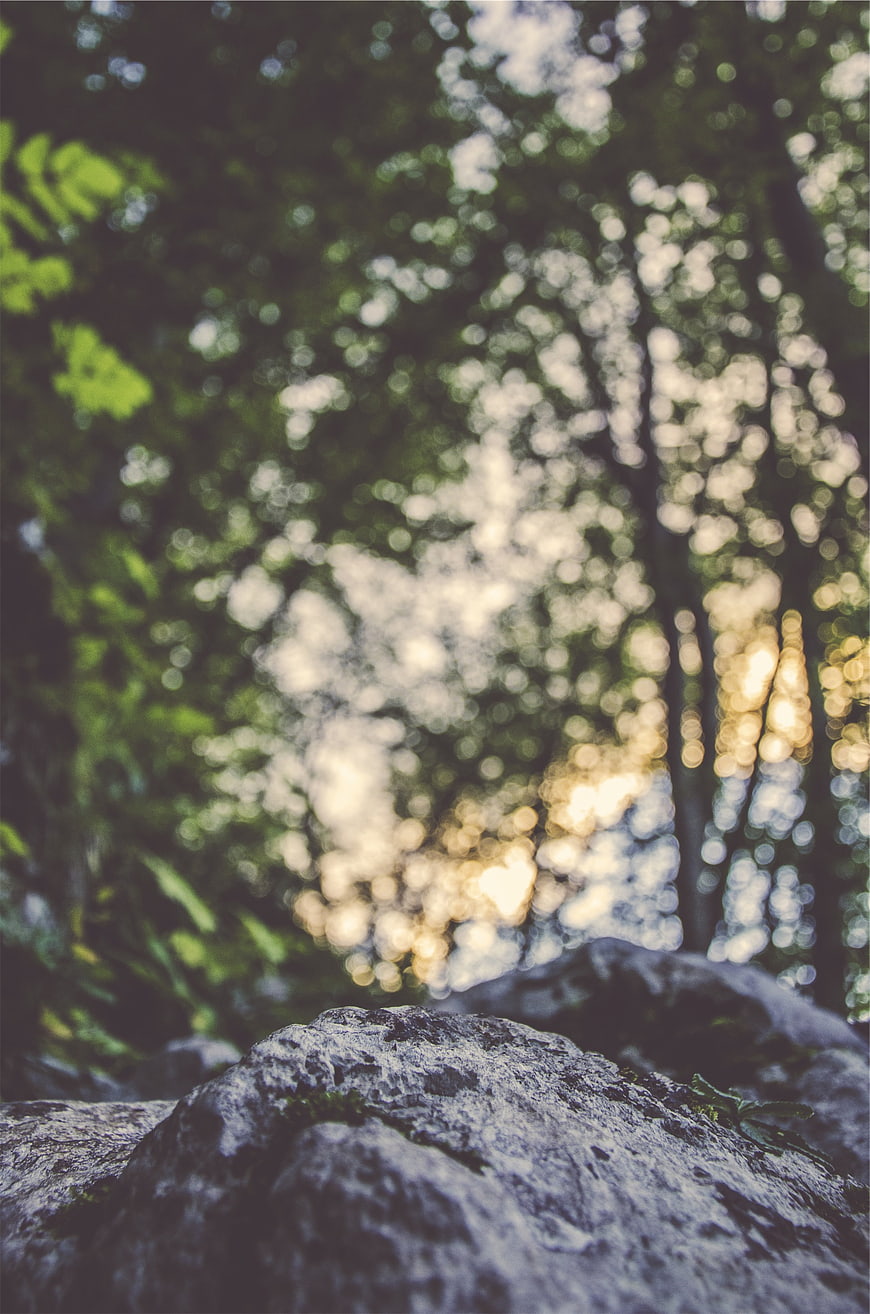 Textured Rock Foreground with Blurred Forest Bokeh Background