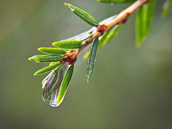 Macro shot of water droplet on green pine branch
