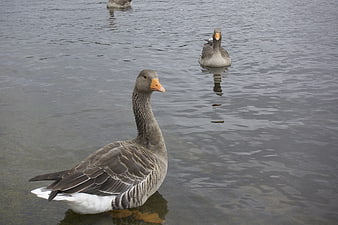 Gray goose swimming in calm lake water