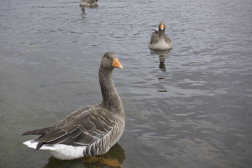 Gray goose swimming in calm lake water