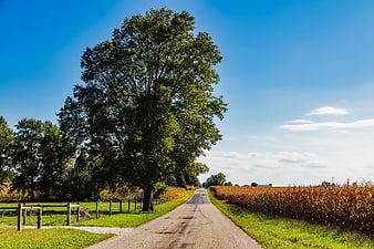 Rural Country Road with Large Tree and Cornfield