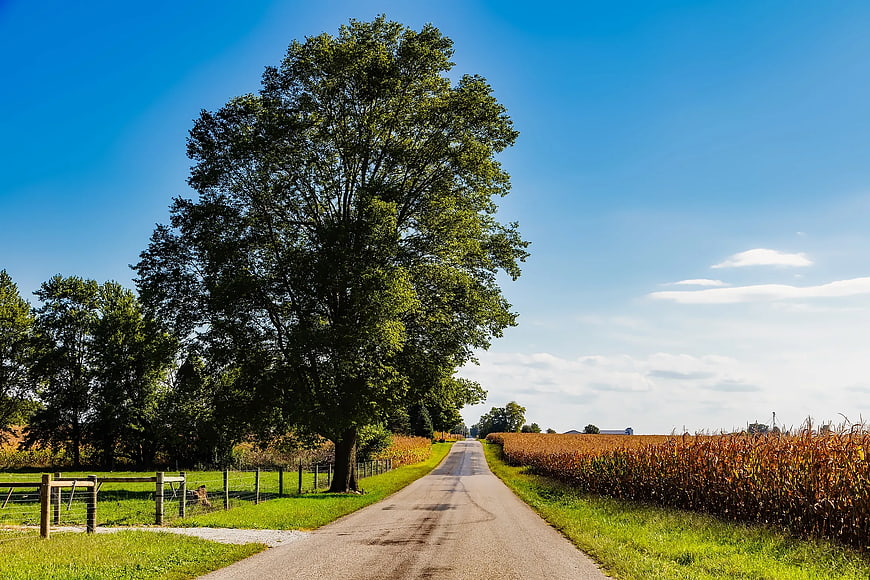 Rural Country Road with Large Tree and Cornfield