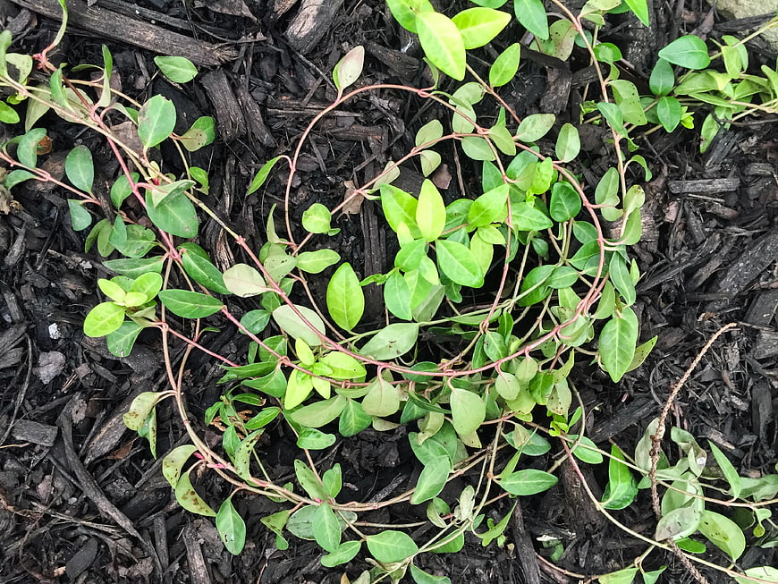 Green Vine Plant Growing on Dark Wood Mulch