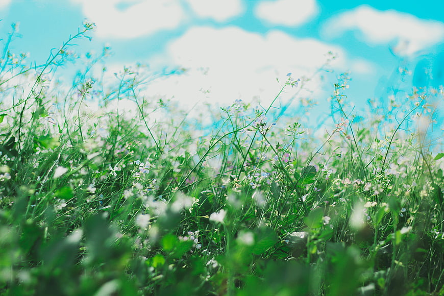 Low angle view of wildflowers in a green meadow against blue sky
