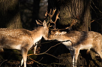 Two Fallow Deer Bucks Sparring in Sunlit Forest