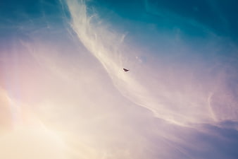 Lone Bird Soaring Through Soft Pastel Clouds and Blue Sky