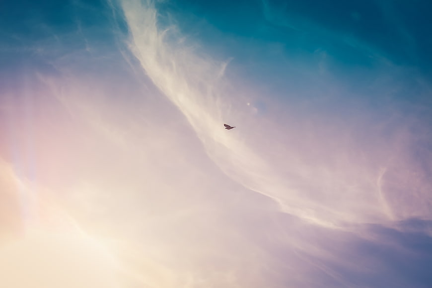 Lone Bird Soaring Through Soft Pastel Clouds and Blue Sky