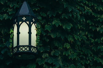 Gothic lantern glowing against dark ivy wall